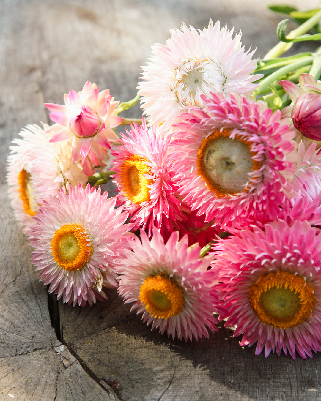 Bluehende Pflanze Gartenstrohblume - Helichrysum bracteatum `Silvery Rose` aus der Gartenzauber-Saatgutserie