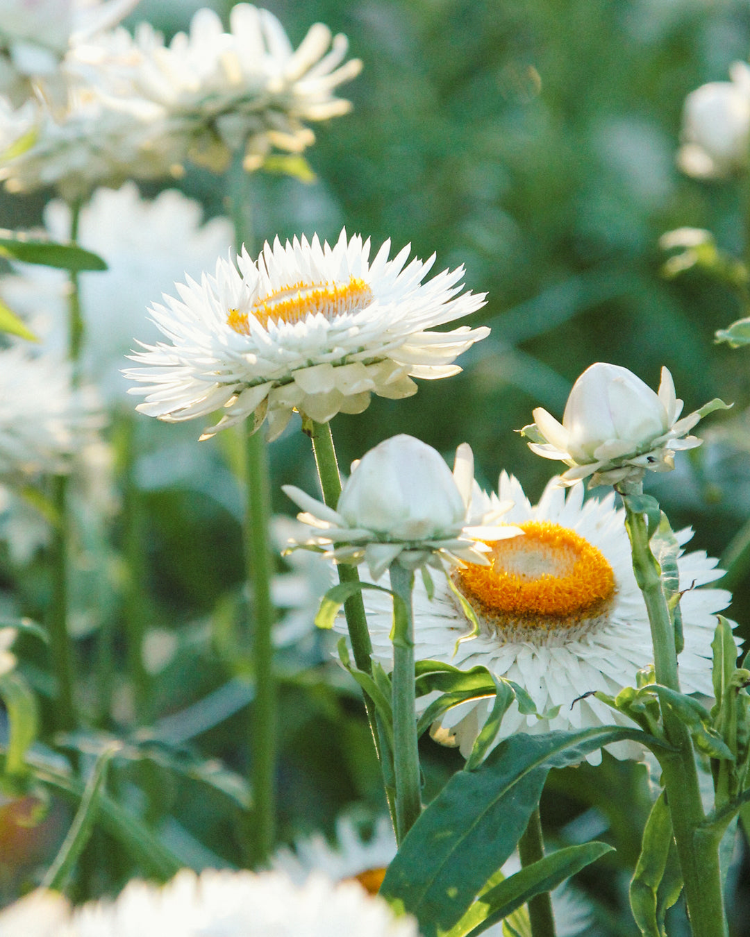 Bluehende Pflanze Gartenstrohblume - Helichrysum bracteatum `White` aus der Gartenzauber-Saatgutserie