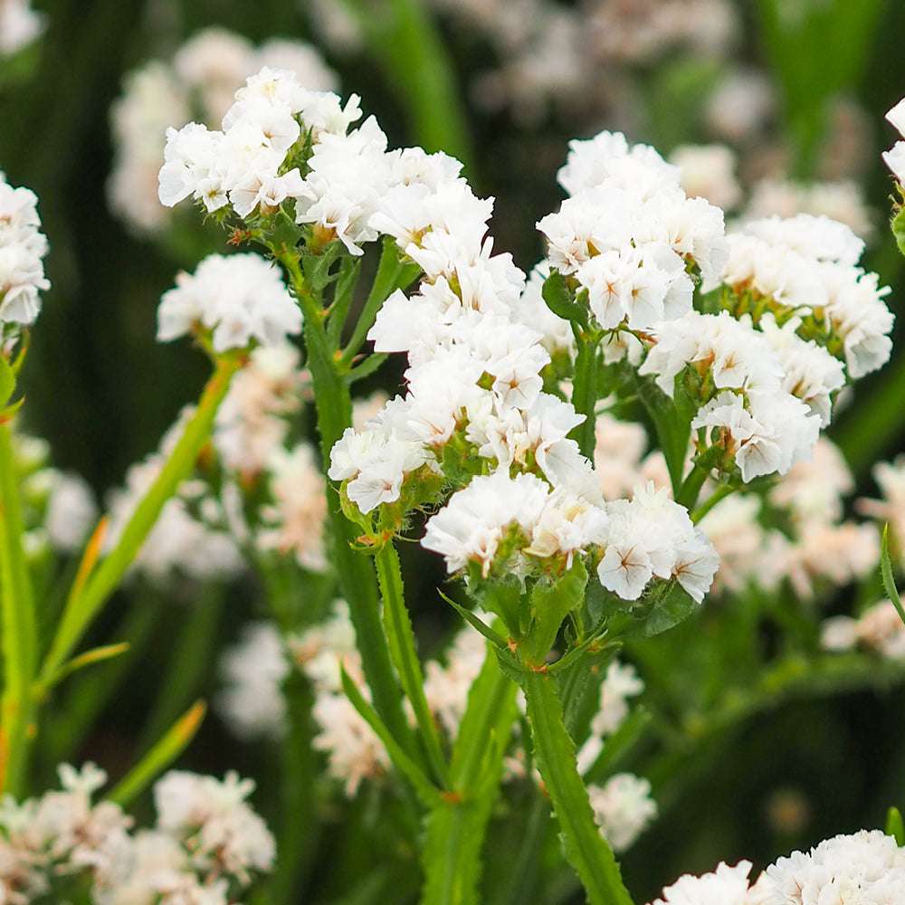 Bluehende Pflanze Gefluegelter Strandflieder - Limonium sinuatum 'Forever Silver'  aus der Gartenzauber-Saatgutserie