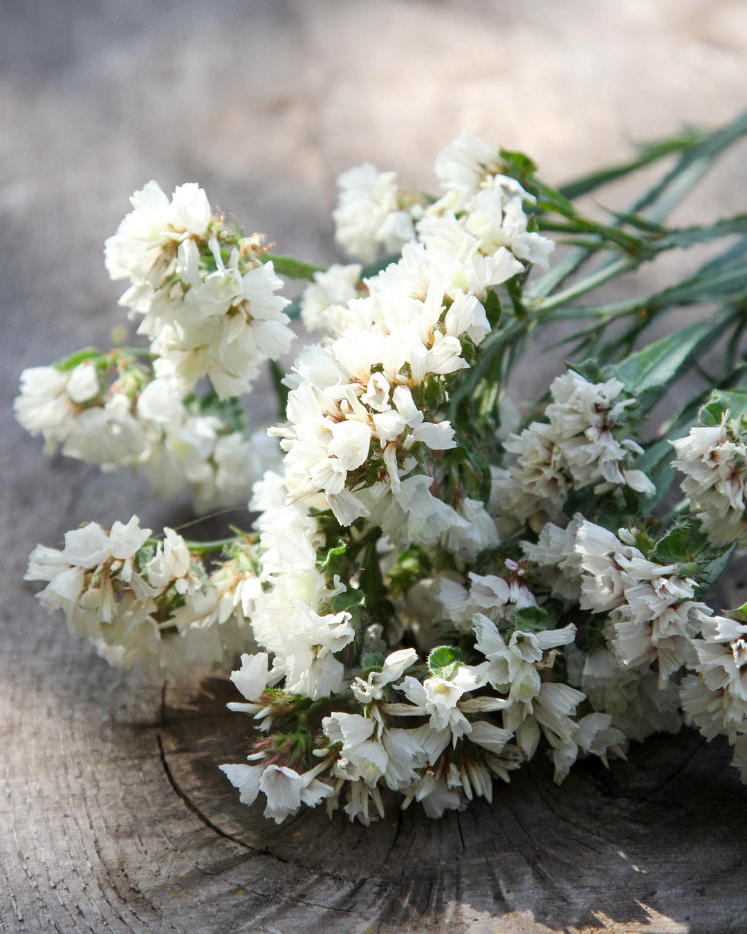Bluehende Pflanze Gefluegelter Strandflieder - Limonium sinuatum 'Forever Silver'  aus der Gartenzauber-Saatgutserie