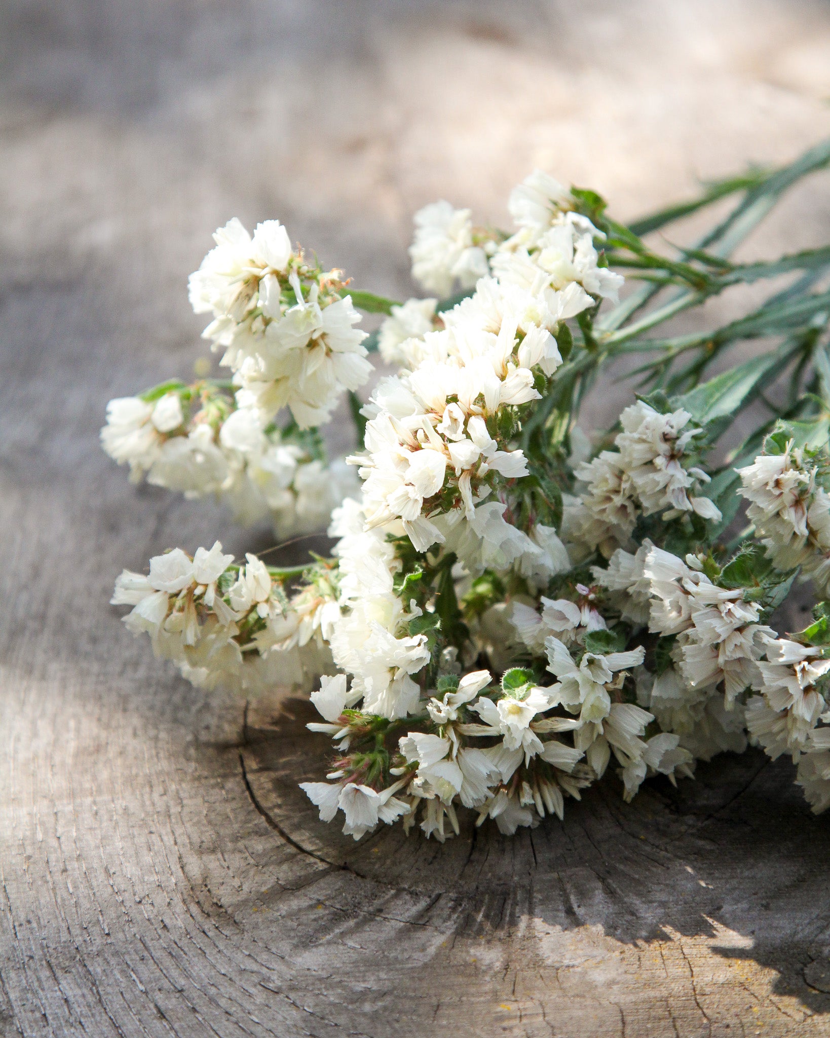 Silbrig schimmernde Blüten des geflügelten Strandflieders ‚Forever Silver‘