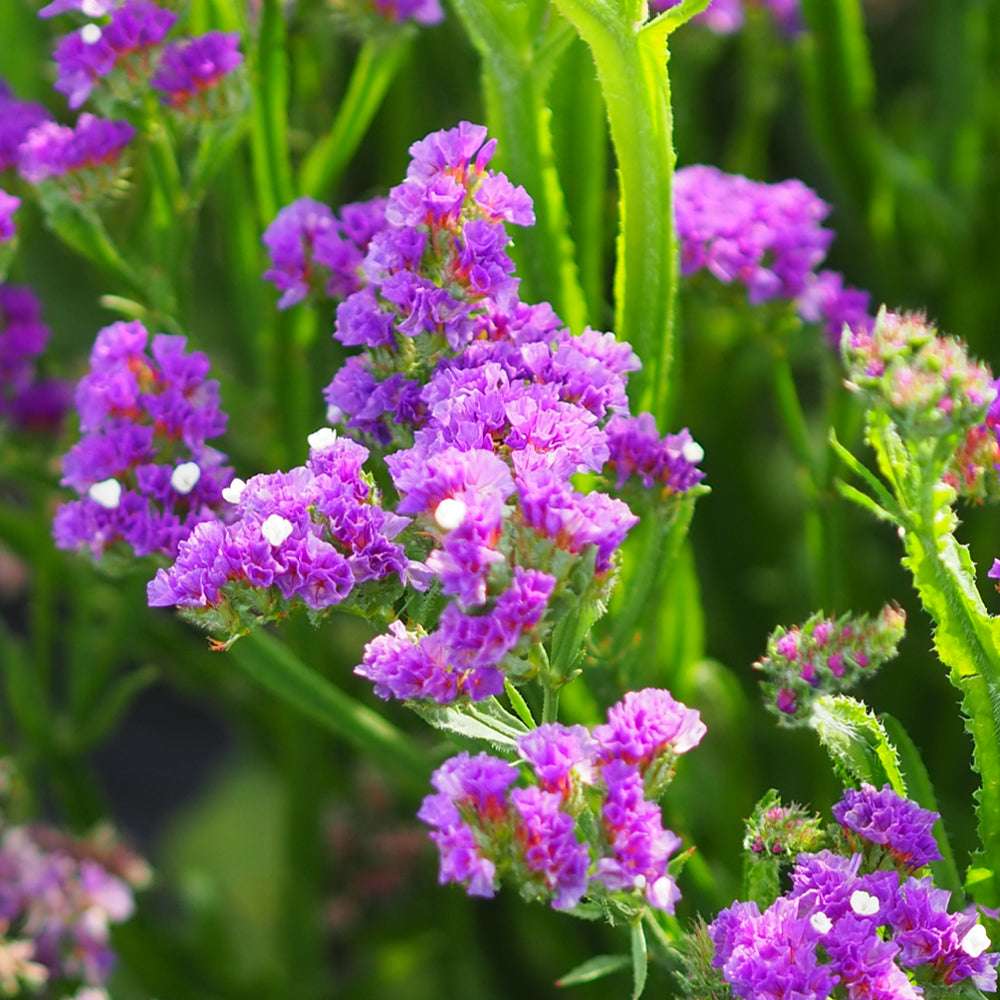 Bluehende Pflanze Gefluegelter Strandflieder - Limonium sinuatum 'Purple Attraction‘ aus der Gartenzauber-Saatgutserie