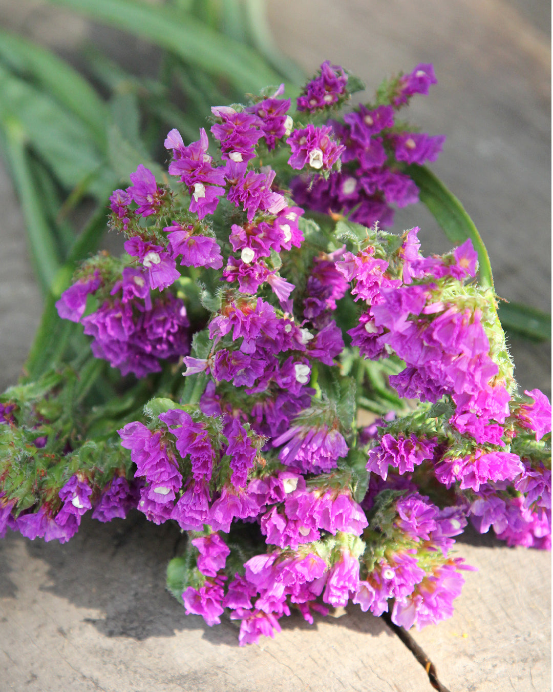 Bluehende Pflanze Gefluegelter Strandflieder - Limonium sinuatum 'Purple Attraction‘ aus der Gartenzauber-Saatgutserie