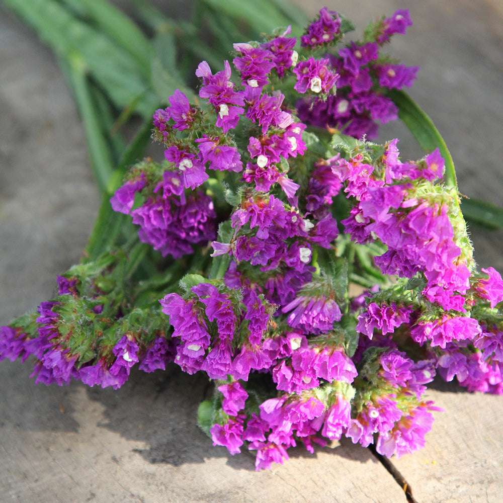 Bluehende Pflanze Gefluegelter Strandflieder - Limonium sinuatum 'Purple Attraction‘ aus der Gartenzauber-Saatgutserie