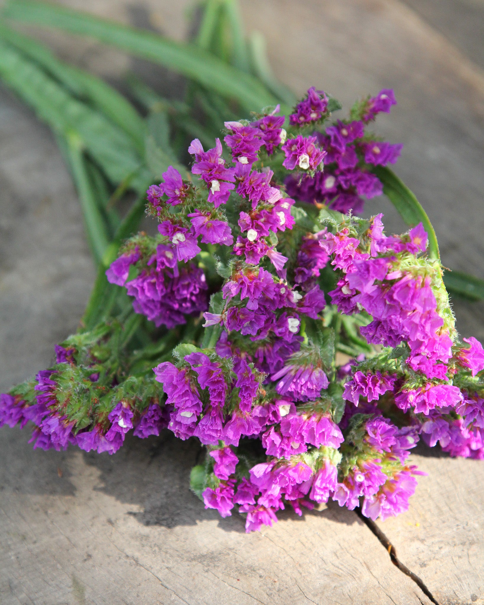 Samtig violette Blüten des geflügelten Strandflieders ‚Purple Attraction‘, ideal für Sträuße.