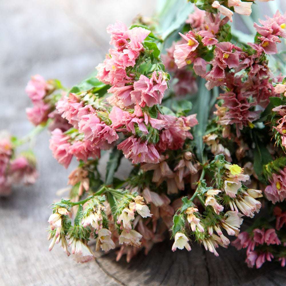 Bluehende Pflanze Gefluegelter Strandflieder - Limonium sinuatum 'QIS Apricot' aus der Gartenzauber-Saatgutserie