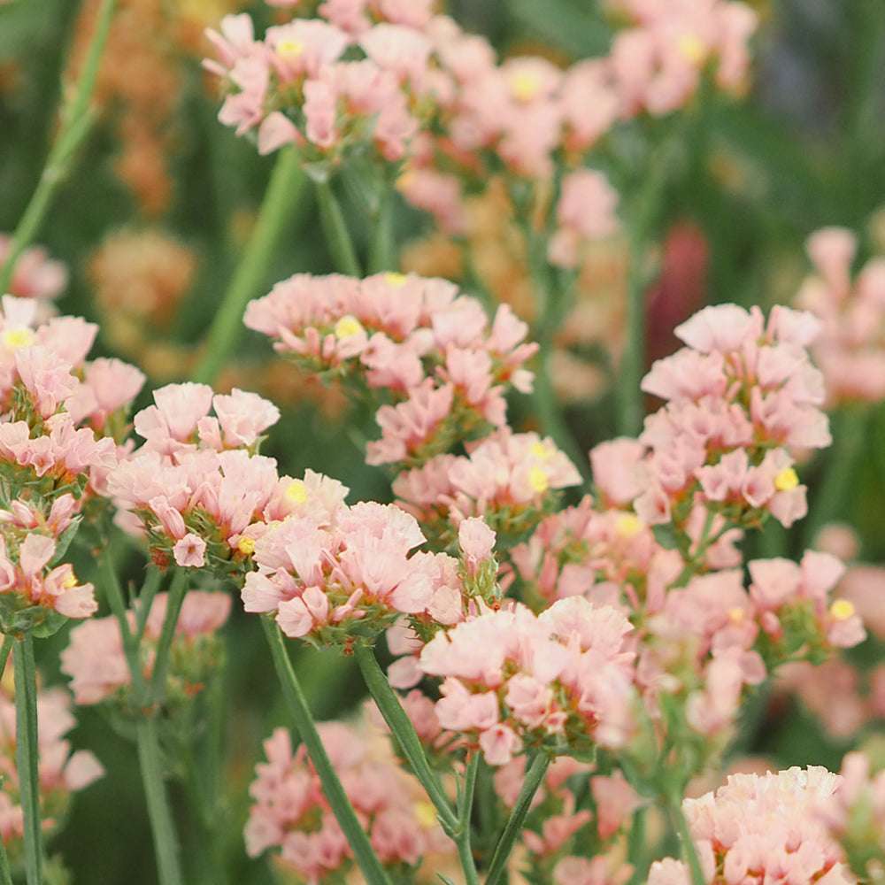 Bluehende Pflanze Gefluegelter Strandflieder - Limonium sinuatum 'QIS Apricot' aus der Gartenzauber-Saatgutserie