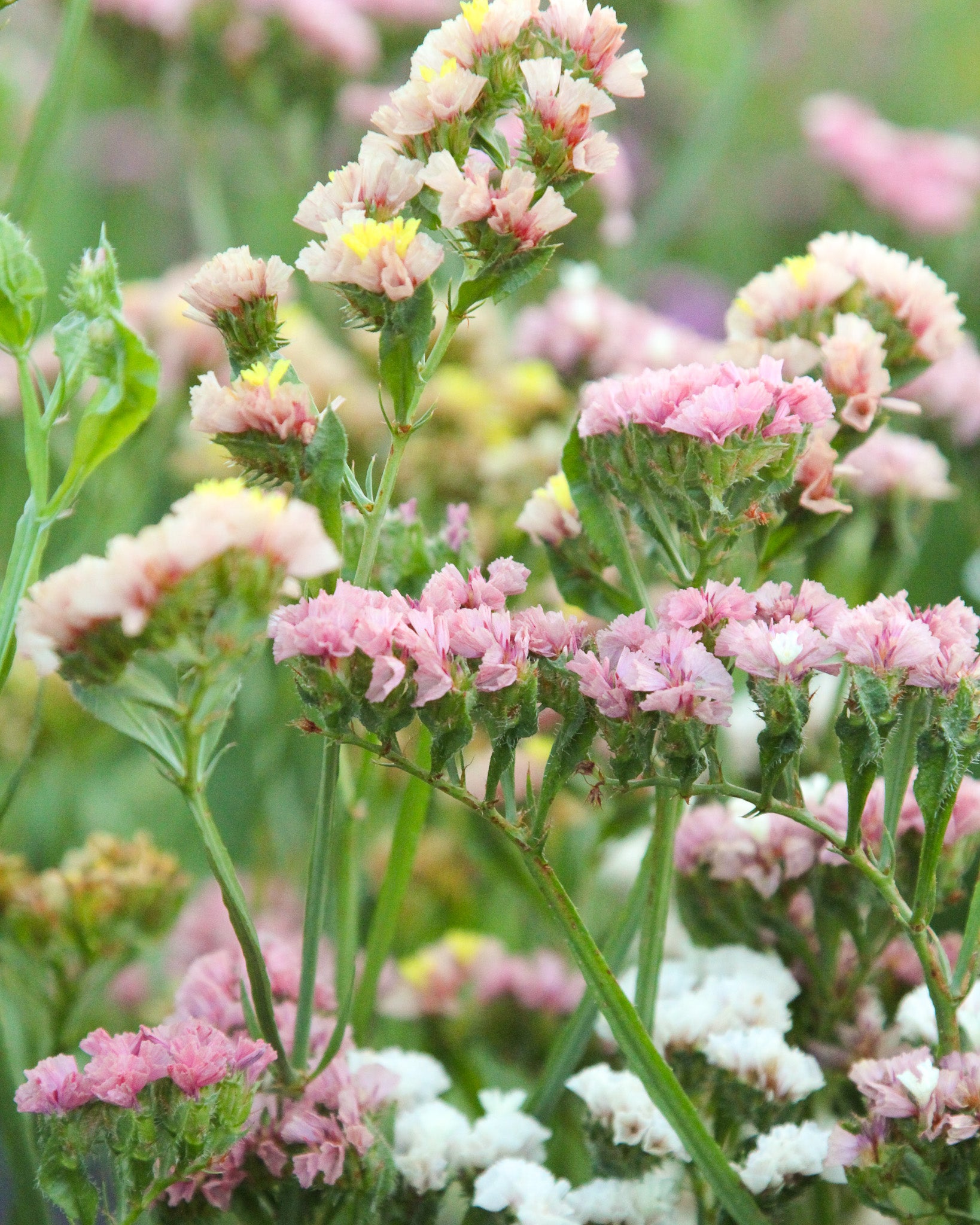 Apricotfarbene Blüten des geflügelten Strandflieders ‚QIS Apricot‘, ideal für Trockensträuße.