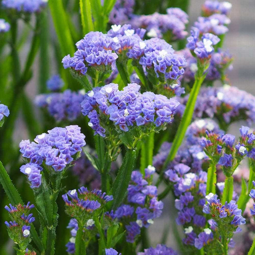 Bluehende Pflanze Gefluegelter Strandflieder - Limonium sinuatum 'QIS Lavender' aus der Gartenzauber-Saatgutserie