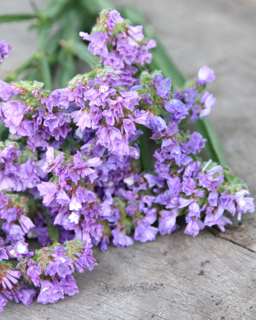 Bluehende Pflanze Gefluegelter Strandflieder - Limonium sinuatum 'QIS Lavender' aus der Gartenzauber-Saatgutserie