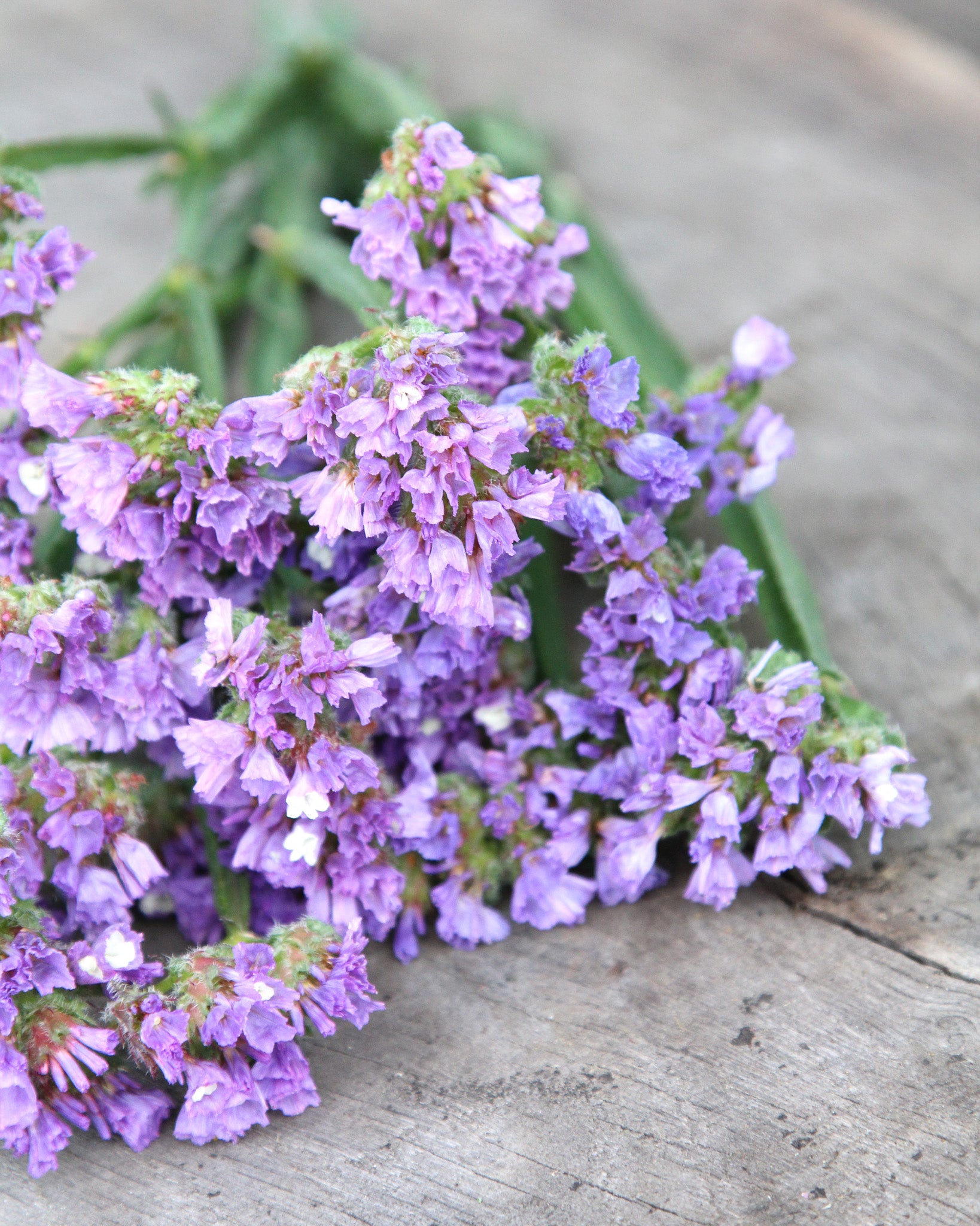 Feine, lavendelfarbene Blüten des geflügelten Strandflieders ‚QIS Lavender‘, ideal für Strauß und Trocknung.
