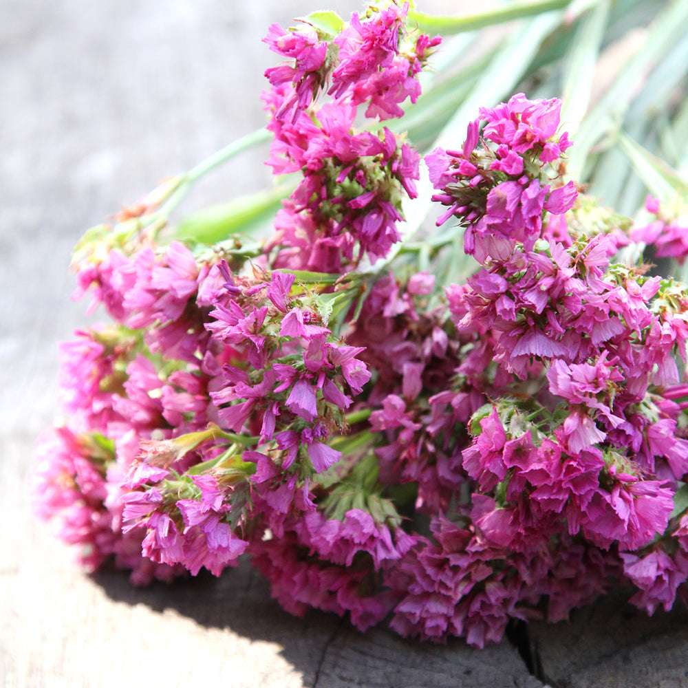 Bluehende Pflanze Gefluegelter Strandflieder - Limonium sinuatum 'QIS Rose' aus der Gartenzauber-Saatgutserie