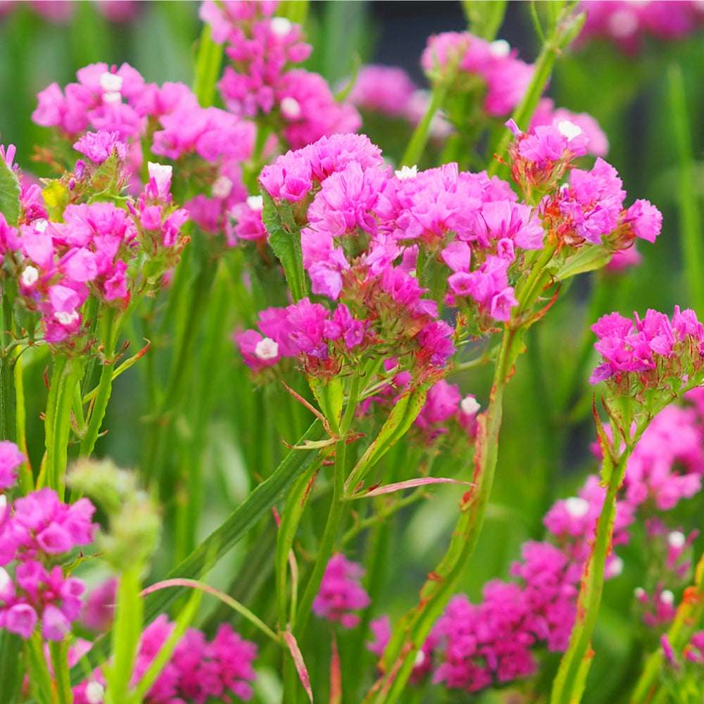 Bluehende Pflanze Gefluegelter Strandflieder - Limonium sinuatum 'QIS Rose' aus der Gartenzauber-Saatgutserie