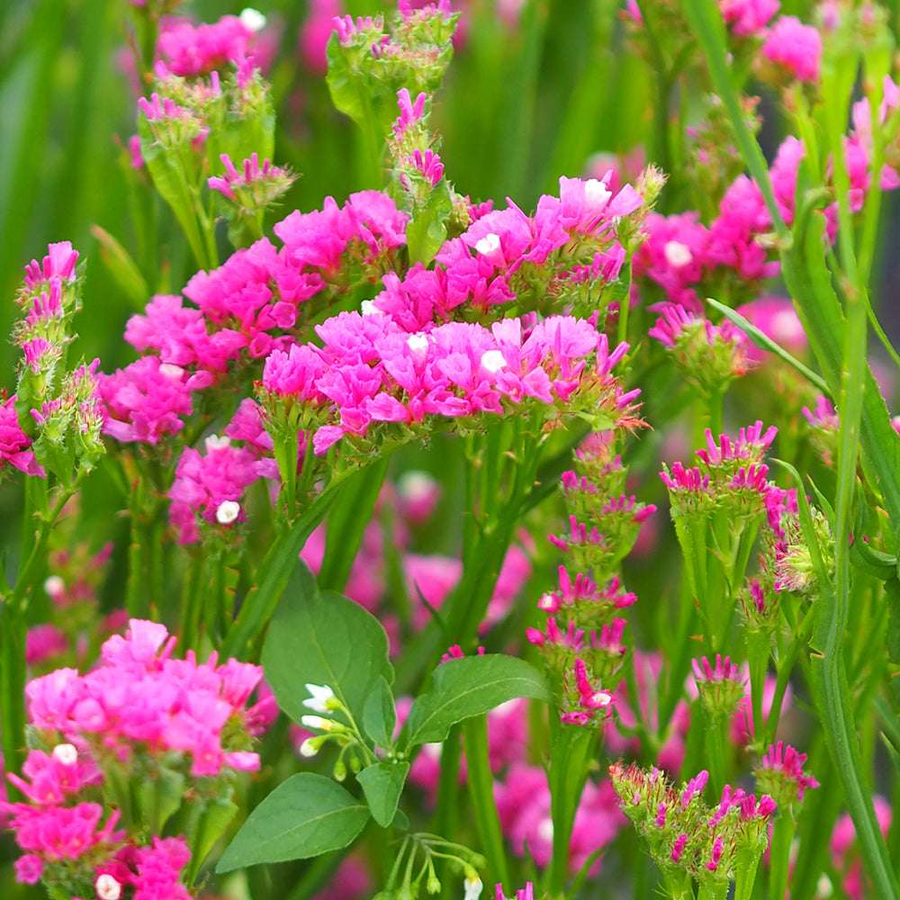 Bluehende Pflanze Gefluegelter Strandflieder - Limonium sinuatum 'QIS Rose' aus der Gartenzauber-Saatgutserie