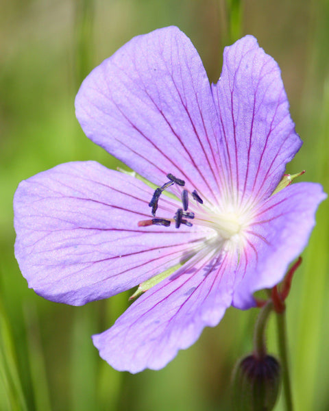 Wiesen-Storchschnabel Saatgut – Sommerblume
