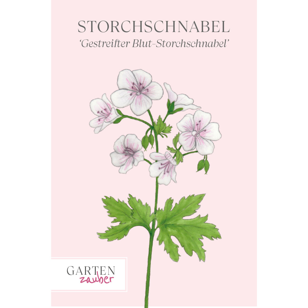 Vorderansicht Saatguttuete Gestreifter Blut-Storchschnabelgestreifte Geranium sanguineum var. Striatum