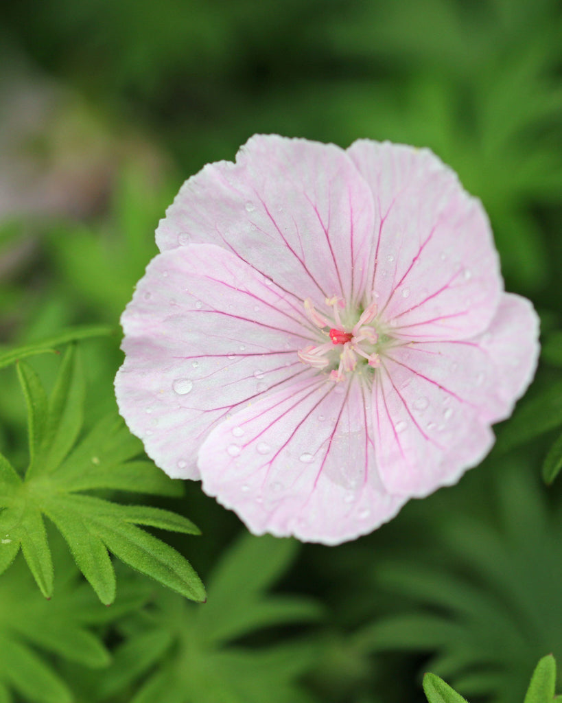 Blüte des gestreiften Blut-Storchschnabel Geranium sanguineum var. Striatum aus der Gartenzauber Saatguterie