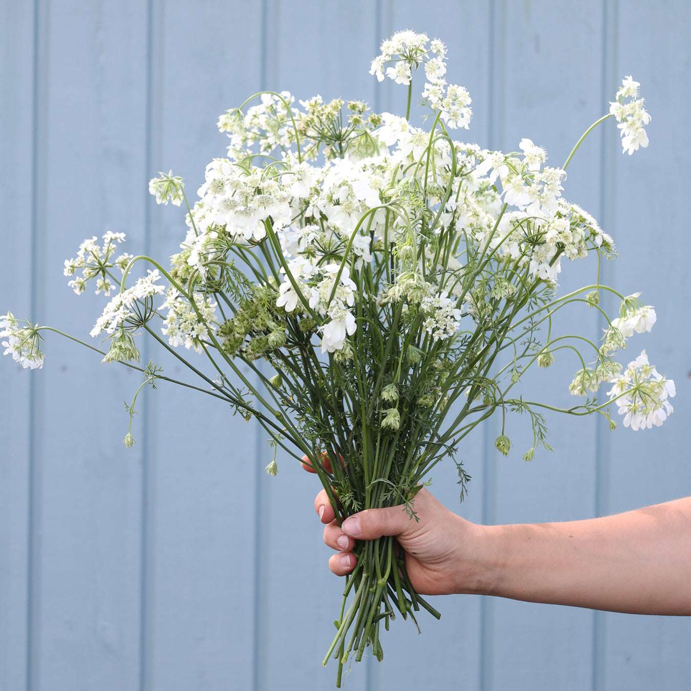 Large-flowered Orlaya - Orlaya grandiflora