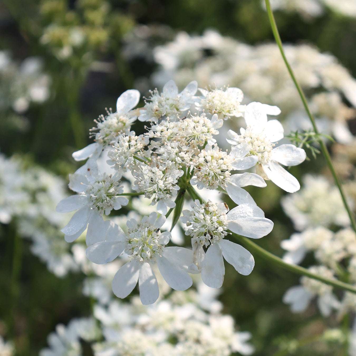 Large-flowered Orlaya - Orlaya grandiflora