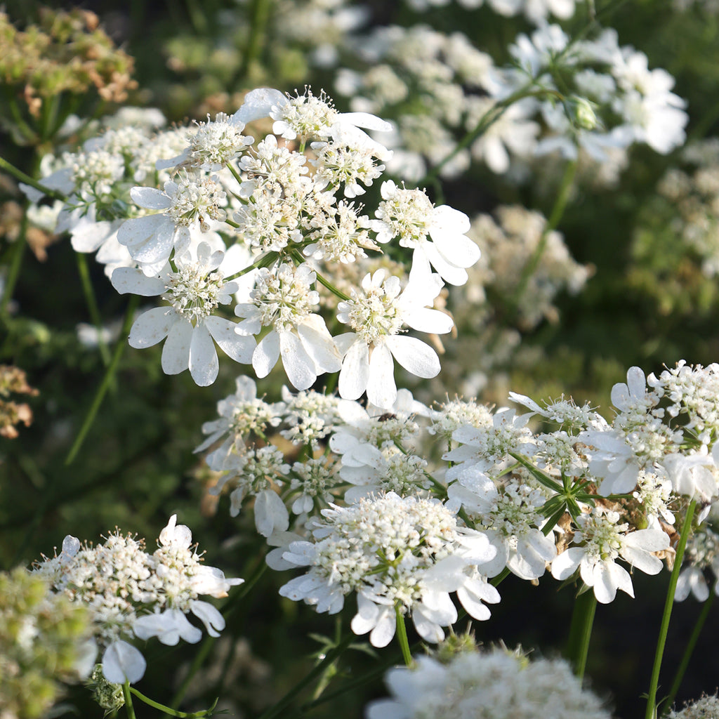 Großblütige Strahldolde - Orlaya grandiflora