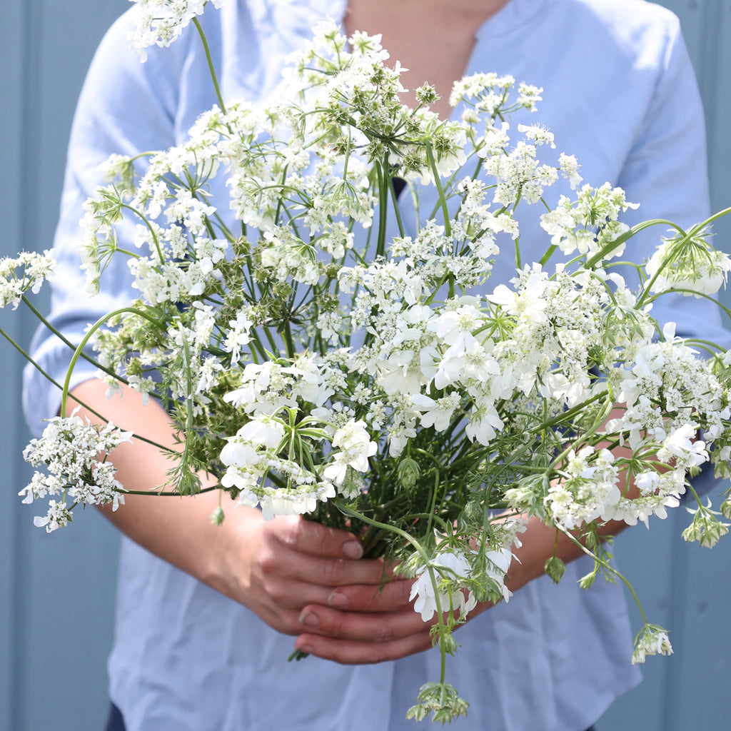 Großblütige Strahldolde - Orlaya grandiflora