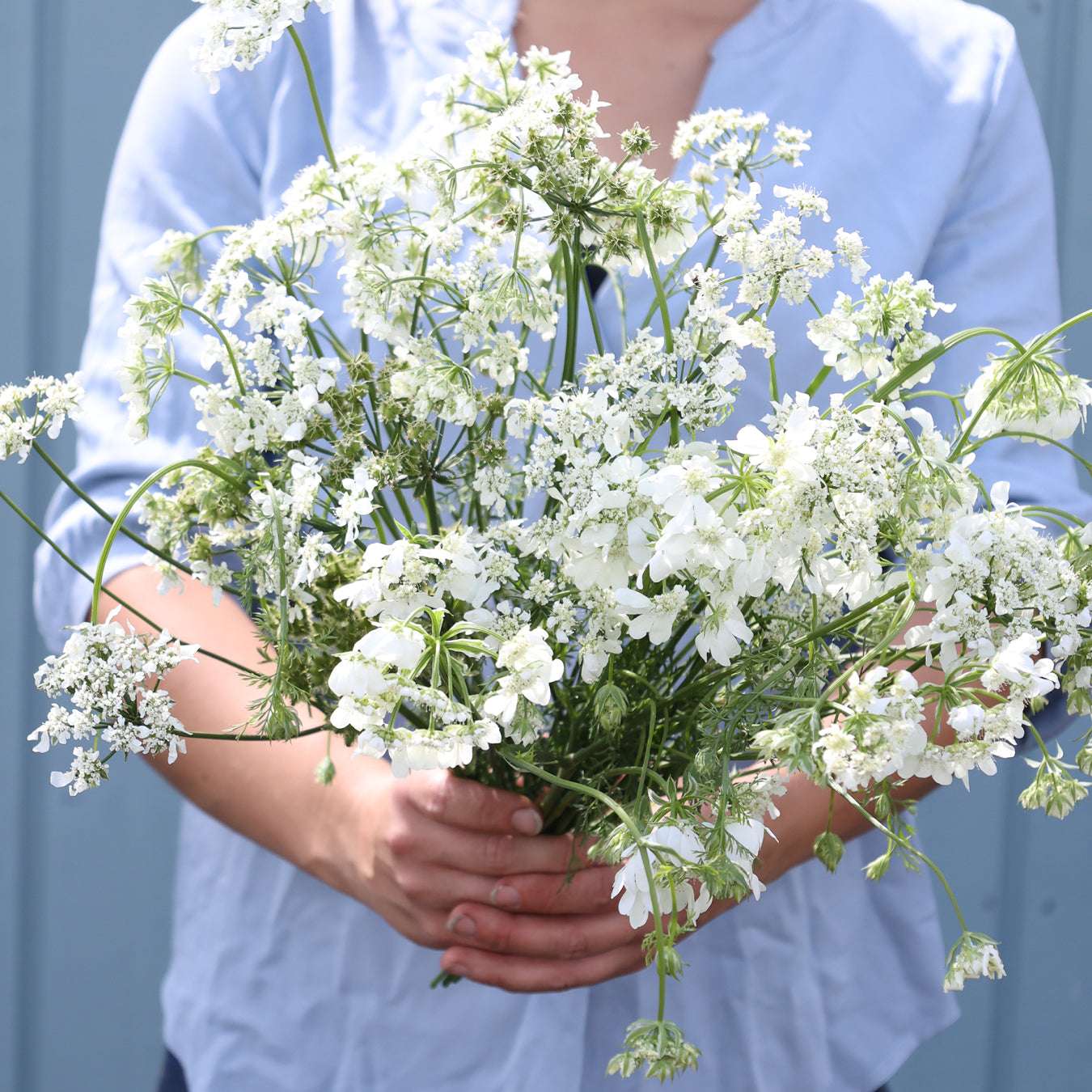 Large-flowered Orlaya - Orlaya grandiflora