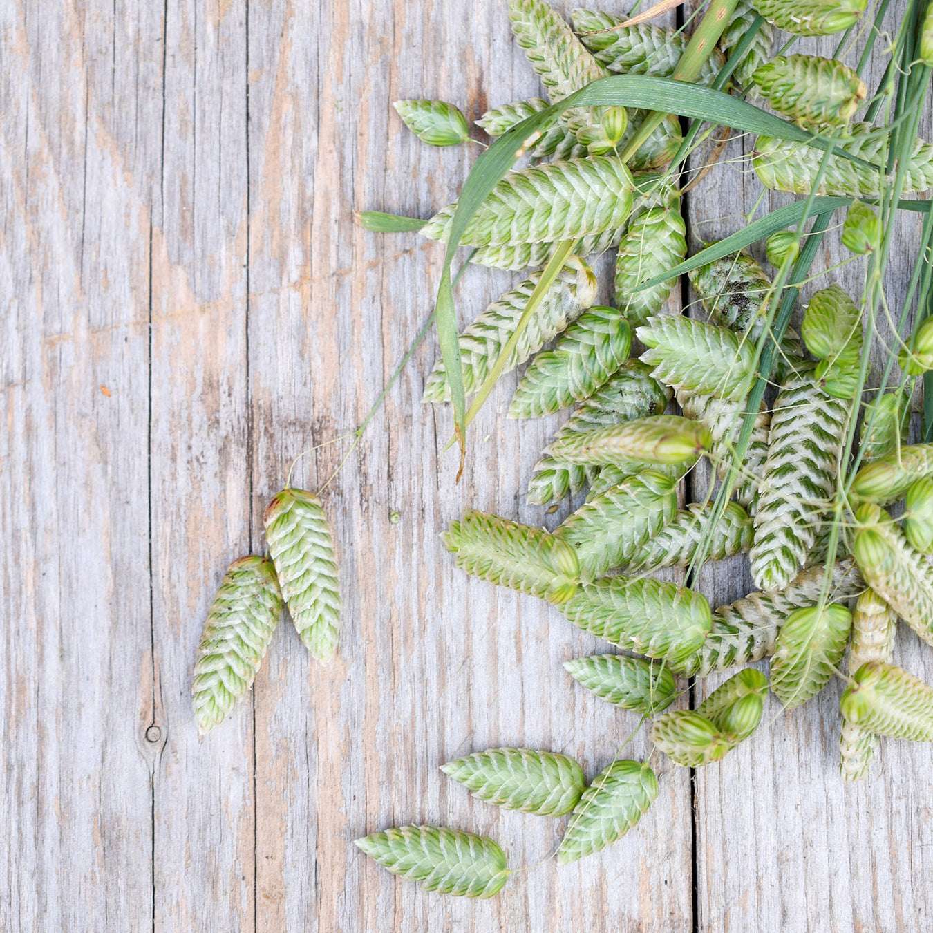 Bluehende Pflanze Großes Zittergras Briza maxima aus der Gartenzauber-Saatgutserie
