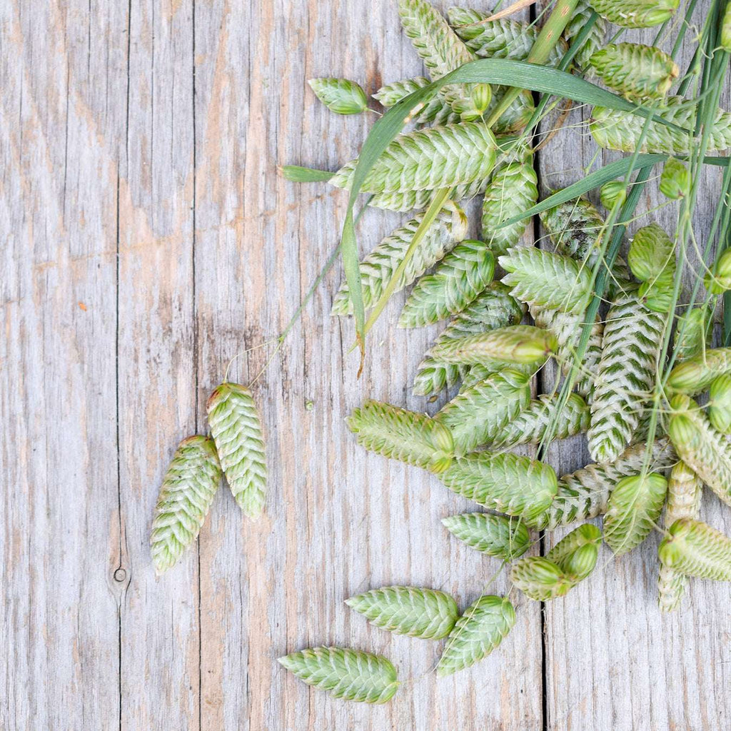 Bluehende Pflanze Großes Zittergras Briza maxima aus der Gartenzauber-Saatgutserie