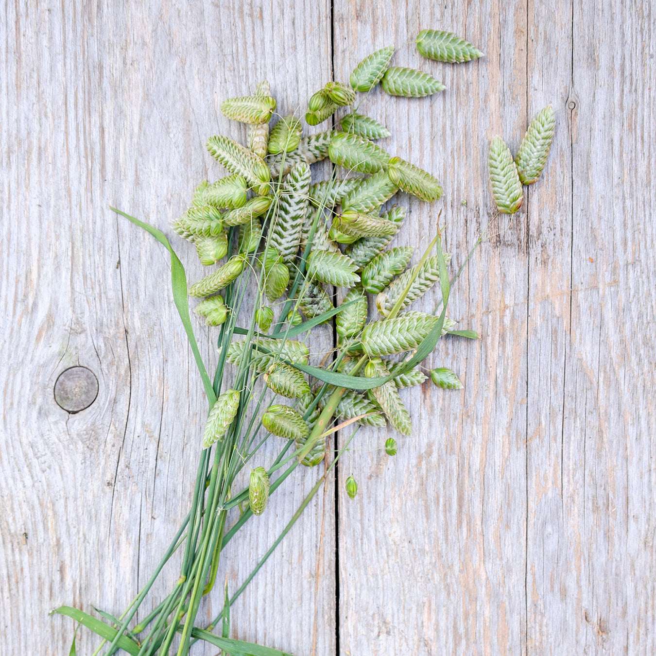 Bluehende Pflanze Großes Zittergras Briza maxima aus der Gartenzauber-Saatgutserie