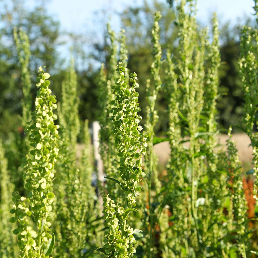 Bluehende Pflanze Gartenmelde - Atriplex hortensis ‘Green Plume‘ aus der Gartenzauber-Saatgutserie.