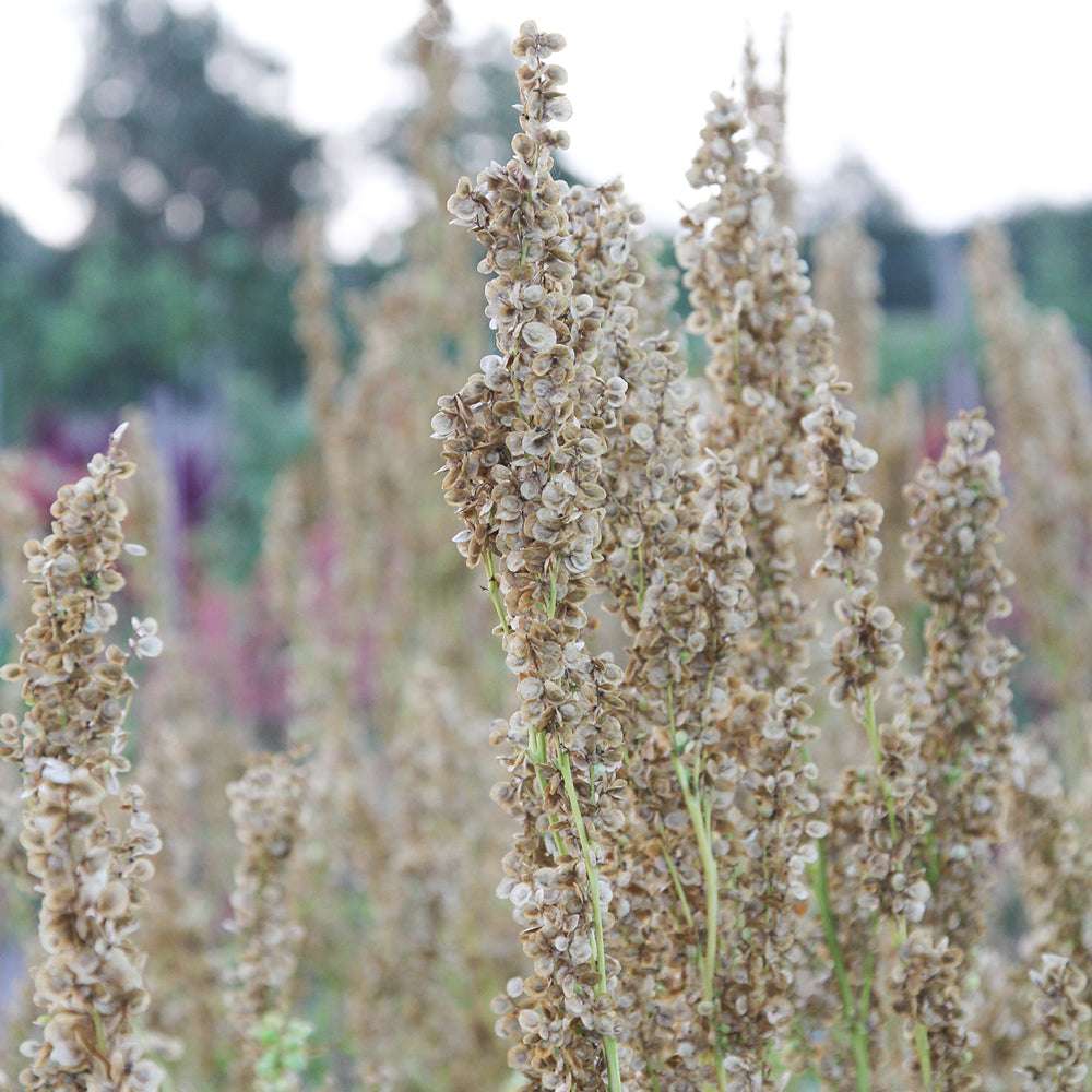 Bluehende Pflanze Gartenmelde - Atriplex hortensis ‘Green Plume‘ aus der Gartenzauber-Saatgutserie.