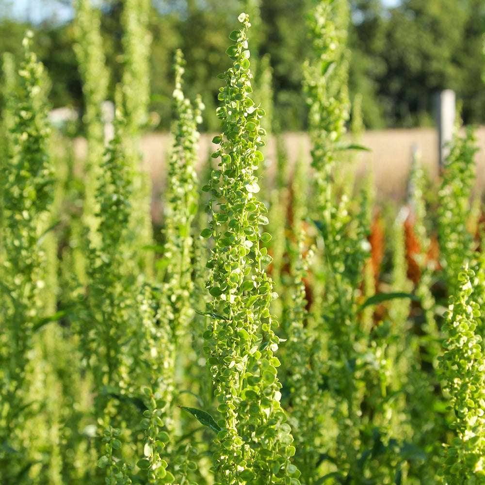 Bluehende Pflanze Gartenmelde - Atriplex hortensis ‘Green Plume‘ aus der Gartenzauber-Saatgutserie.