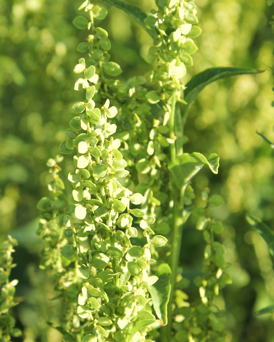 Bluehende Pflanze Gartenmelde - Atriplex hortensis ‘Green Plume‘ aus der Gartenzauber-Saatgutserie.