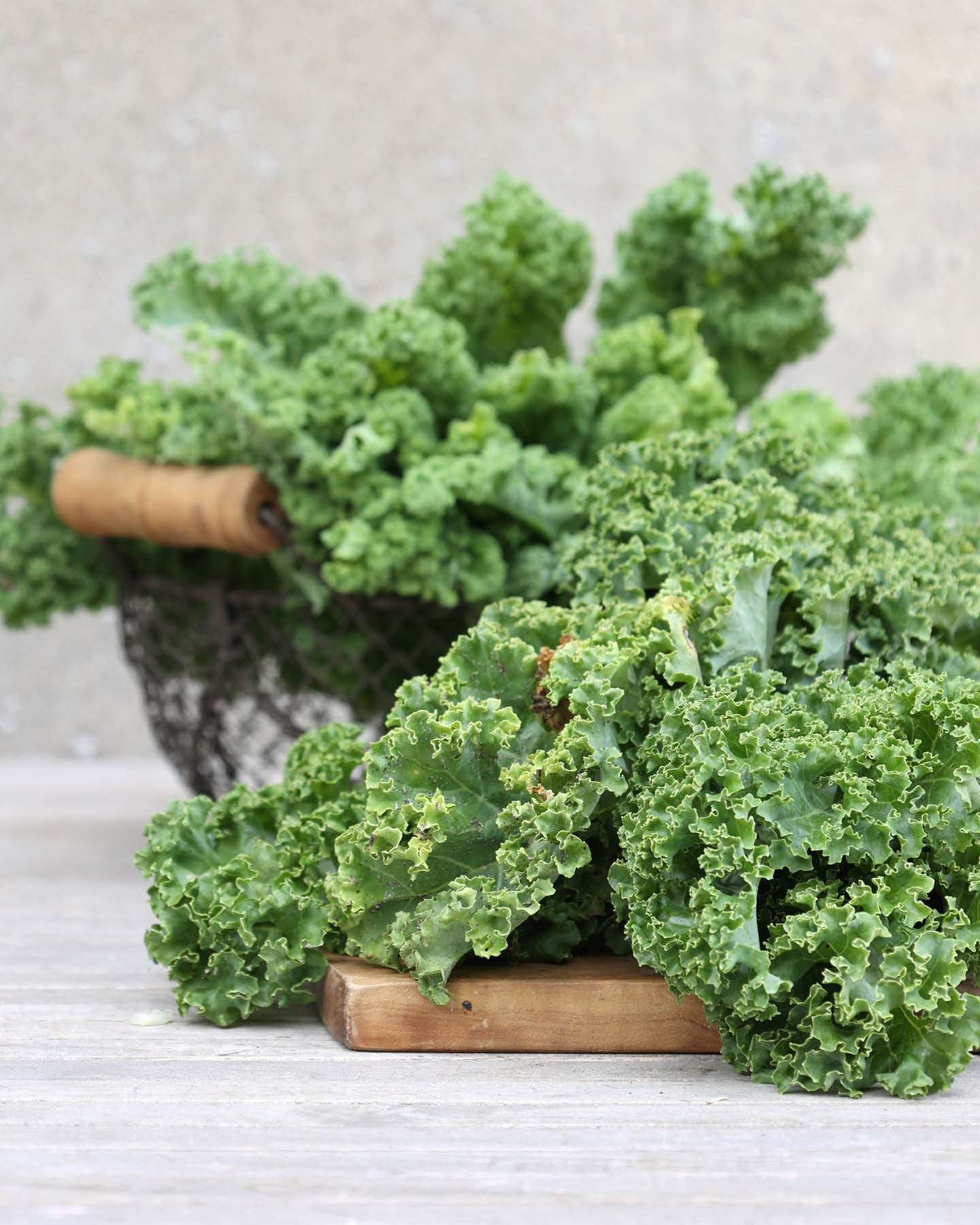 Grünkohl 'Lerchenzungen' aus der Gartenzauber-Saatgutserie