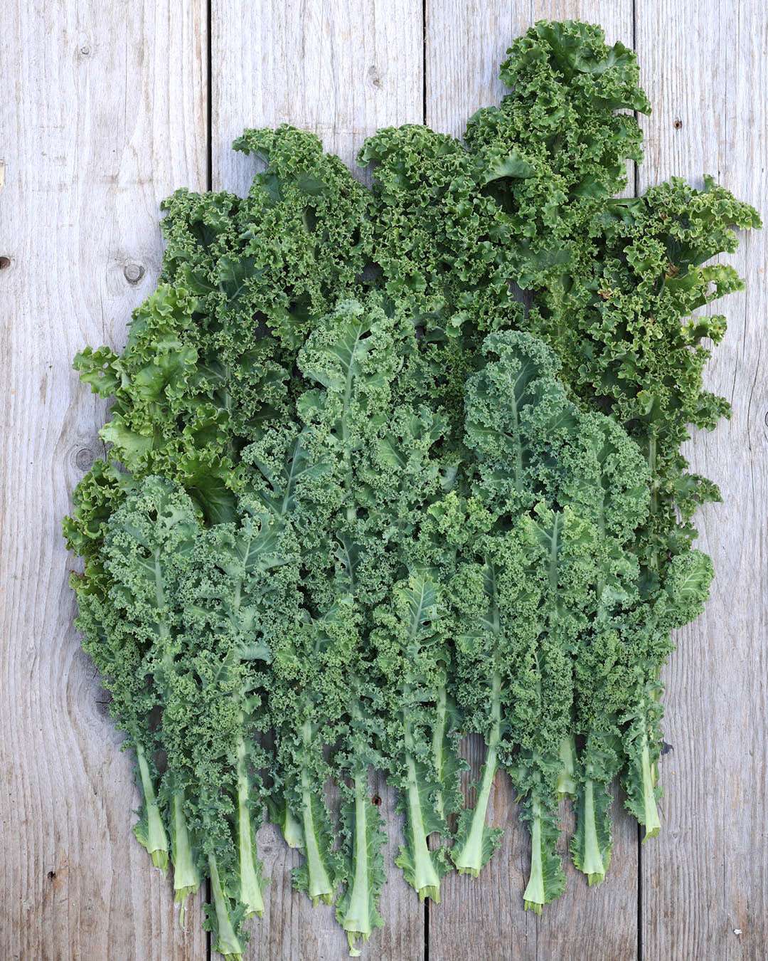 Grünkohl 'Lerchenzungen' aus der Gartenzauber-Saatgutserie