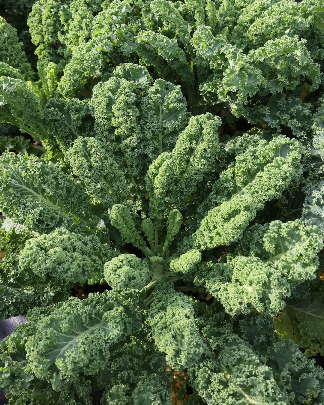 Gemuese Pflanze Grünkohl 'Lerchenzungen'