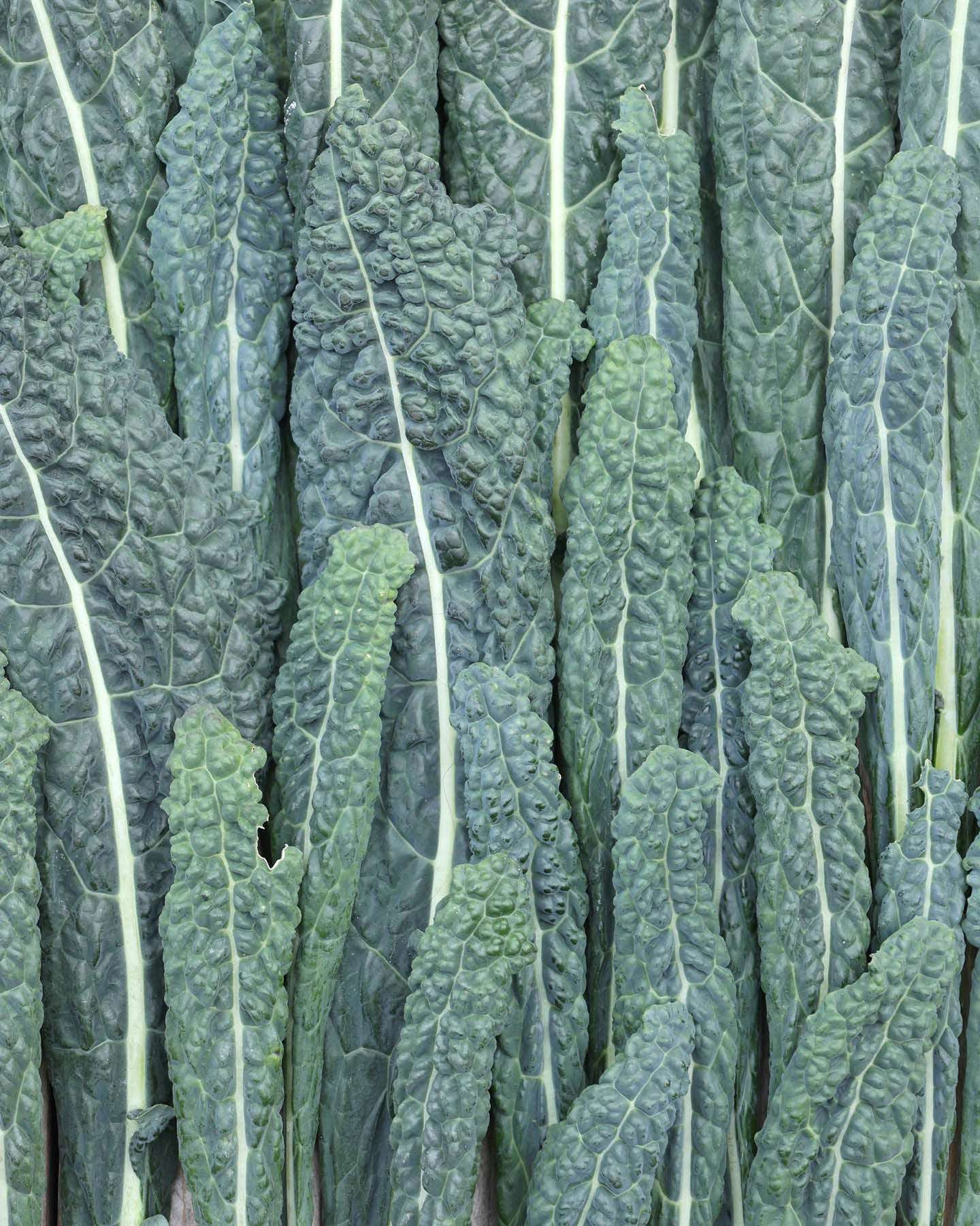 Grünkohl · 'Nero di Toscana' · BIO · Brassica oleracea · Saatgut von Gartenzauber