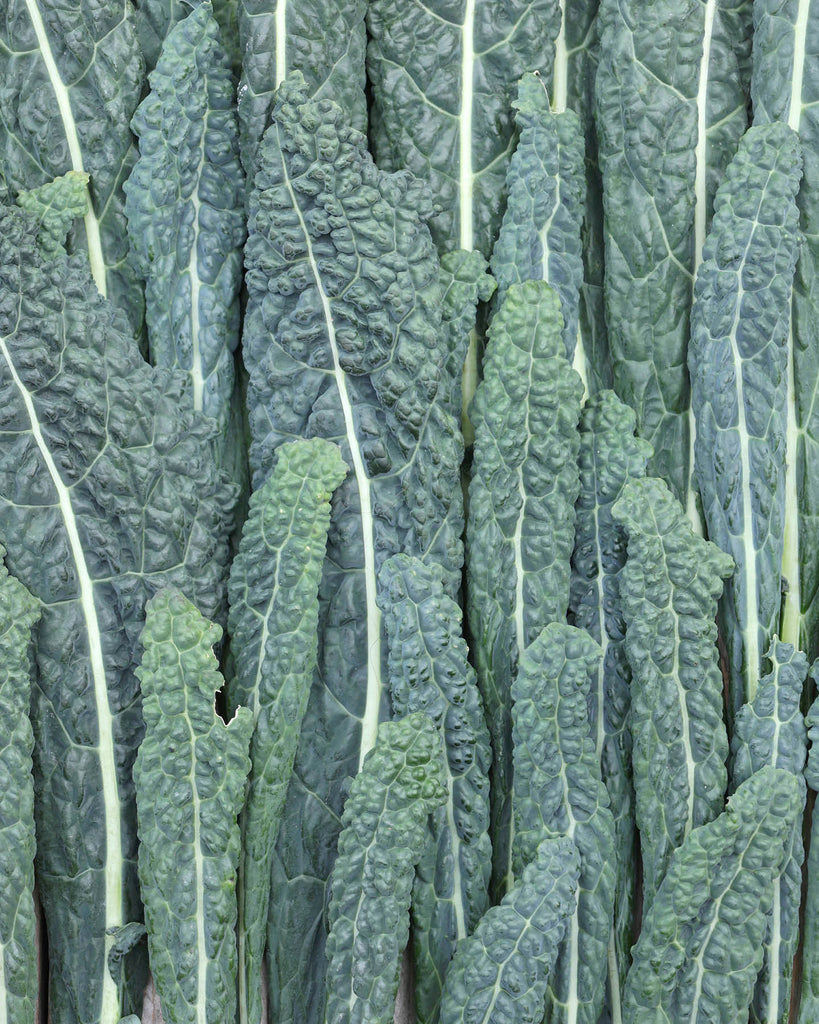 Kale 'Nero di Toscana' - Brassica oleracea