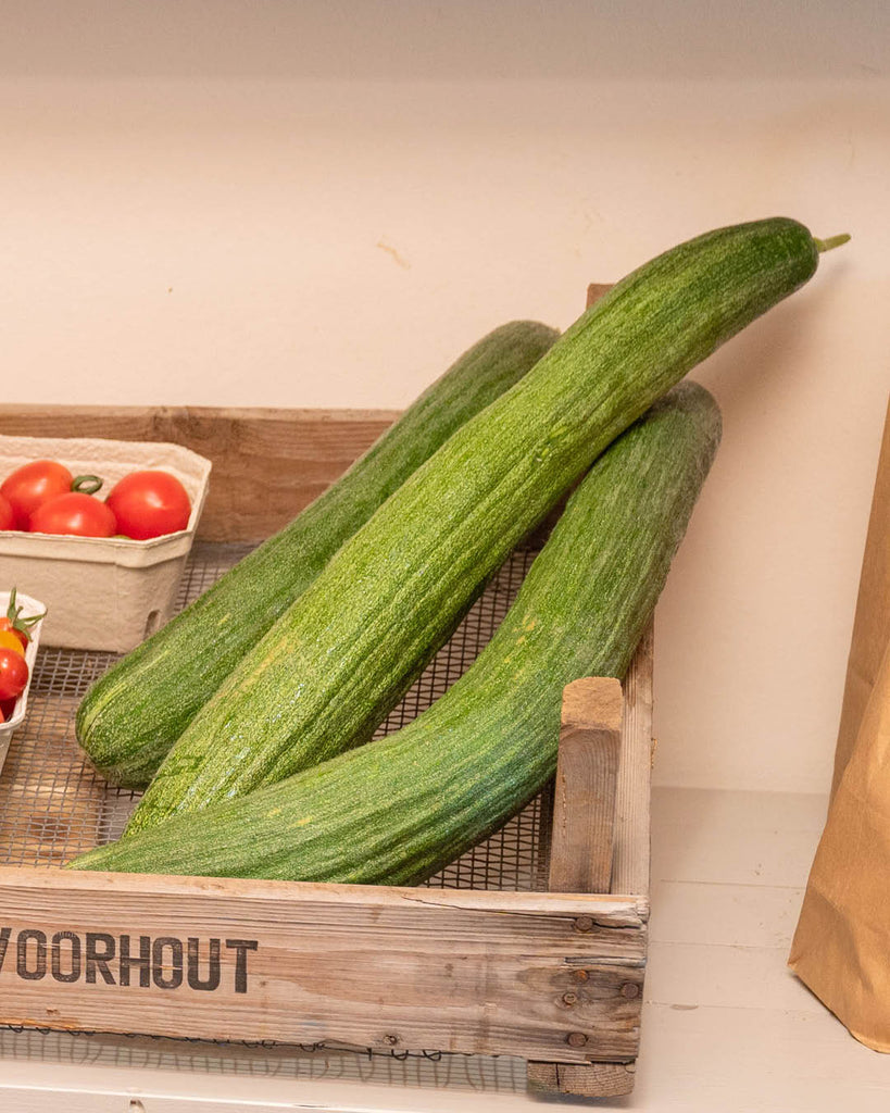 Cucumber 'Armenian Cucumber' - Cucumis melo
