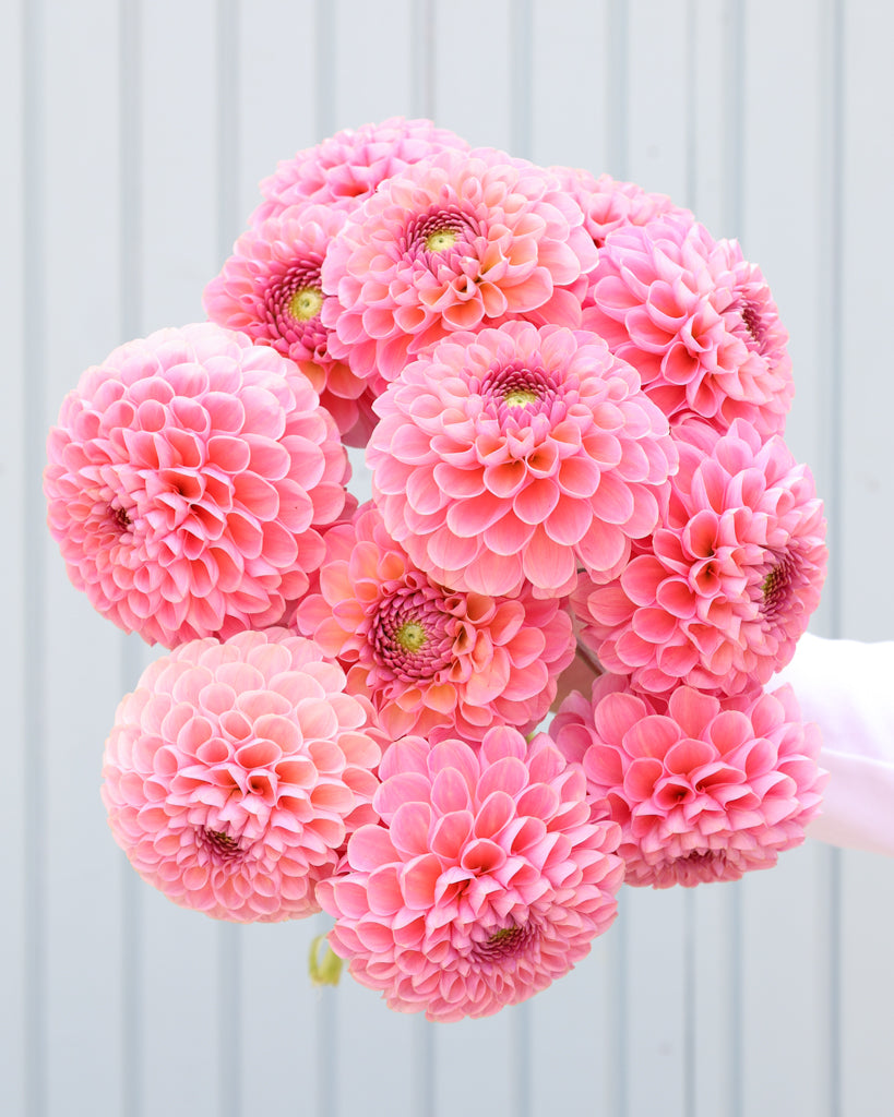 Strauß der Dahlie Hamari Rose vor einem hellblauen HIntergrund.