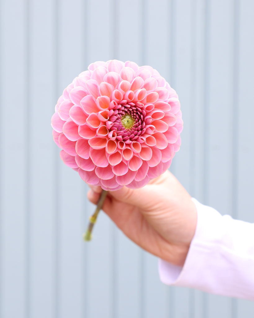 Einzelne Blüte der Dahlie Hamari Rose.