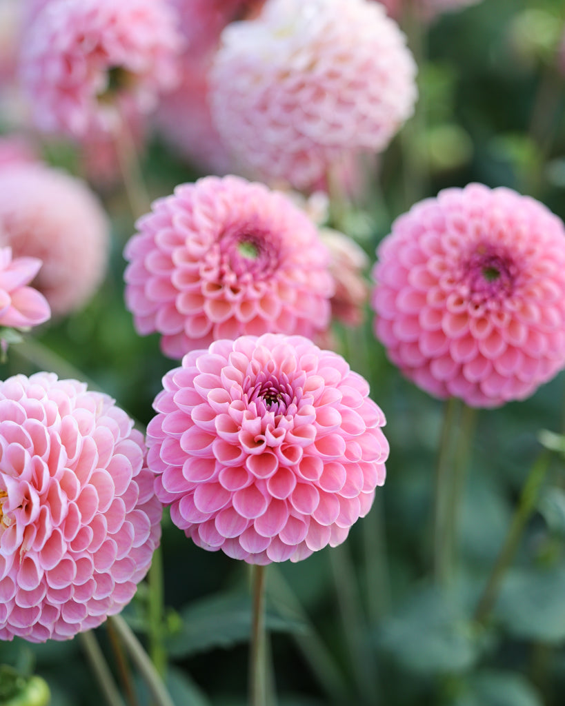 Blüten der Dahlie Hamari Rose im Beet.