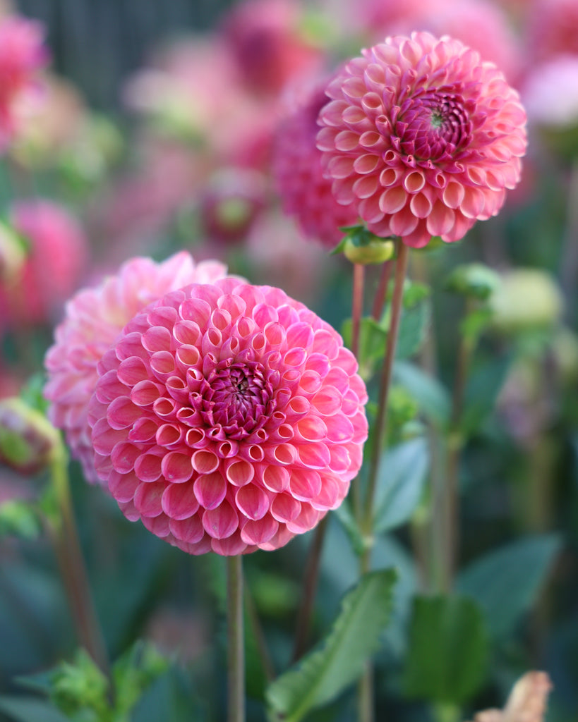 Blüten der Dahlie Hapet Coppery im Beet.