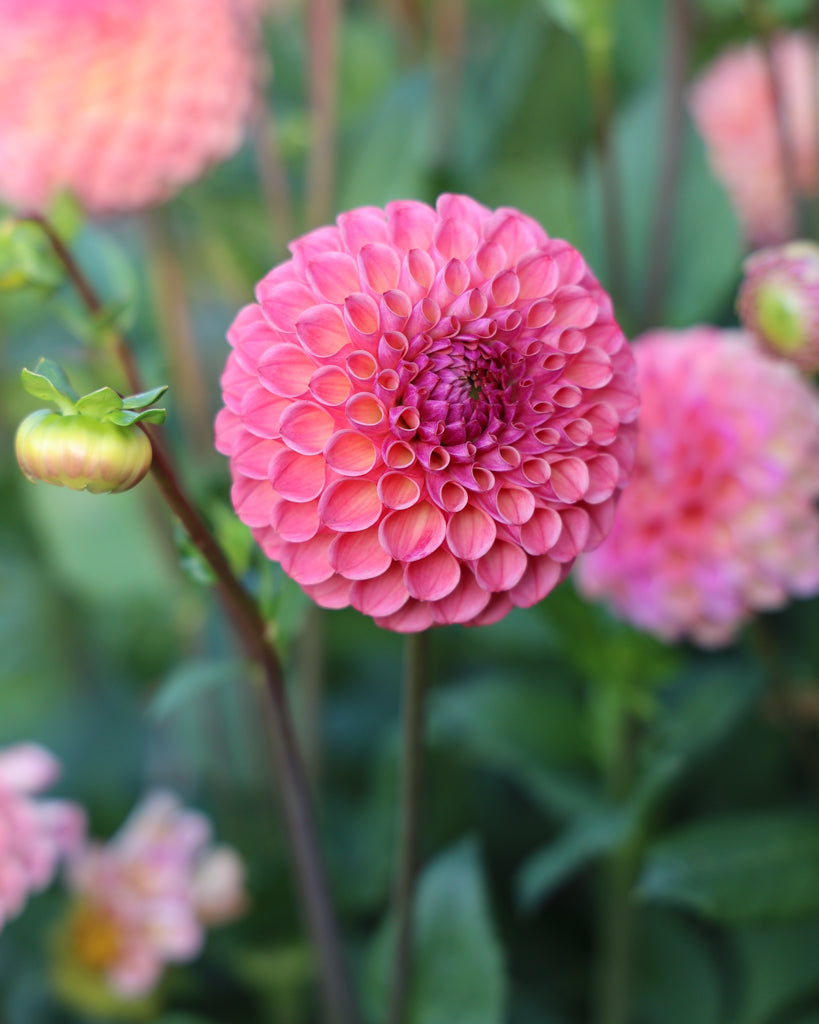 Blüte der Dahlie Hapet Coppery im Beet.