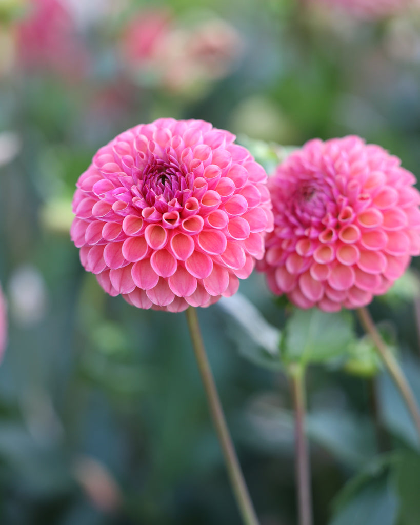 Blüten der Dahlie Hapet Coppery im Beet.