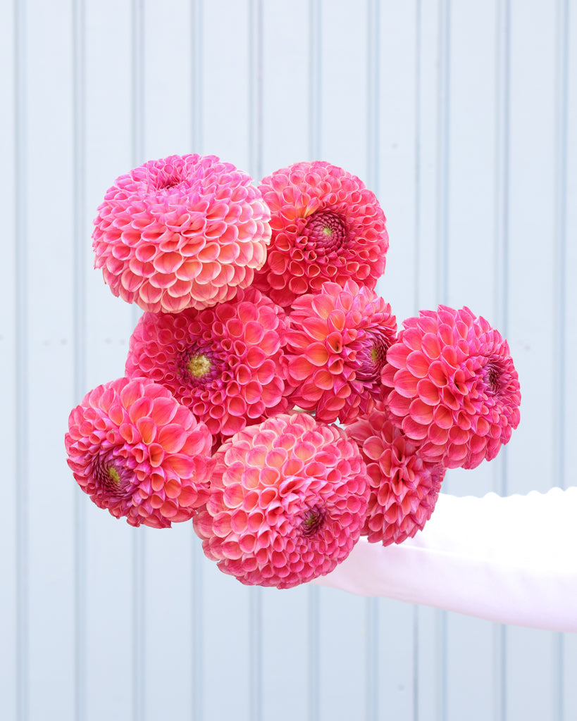 Strauß der Dahlie Hapet Coppery or einem hellblauen Hintergrund.