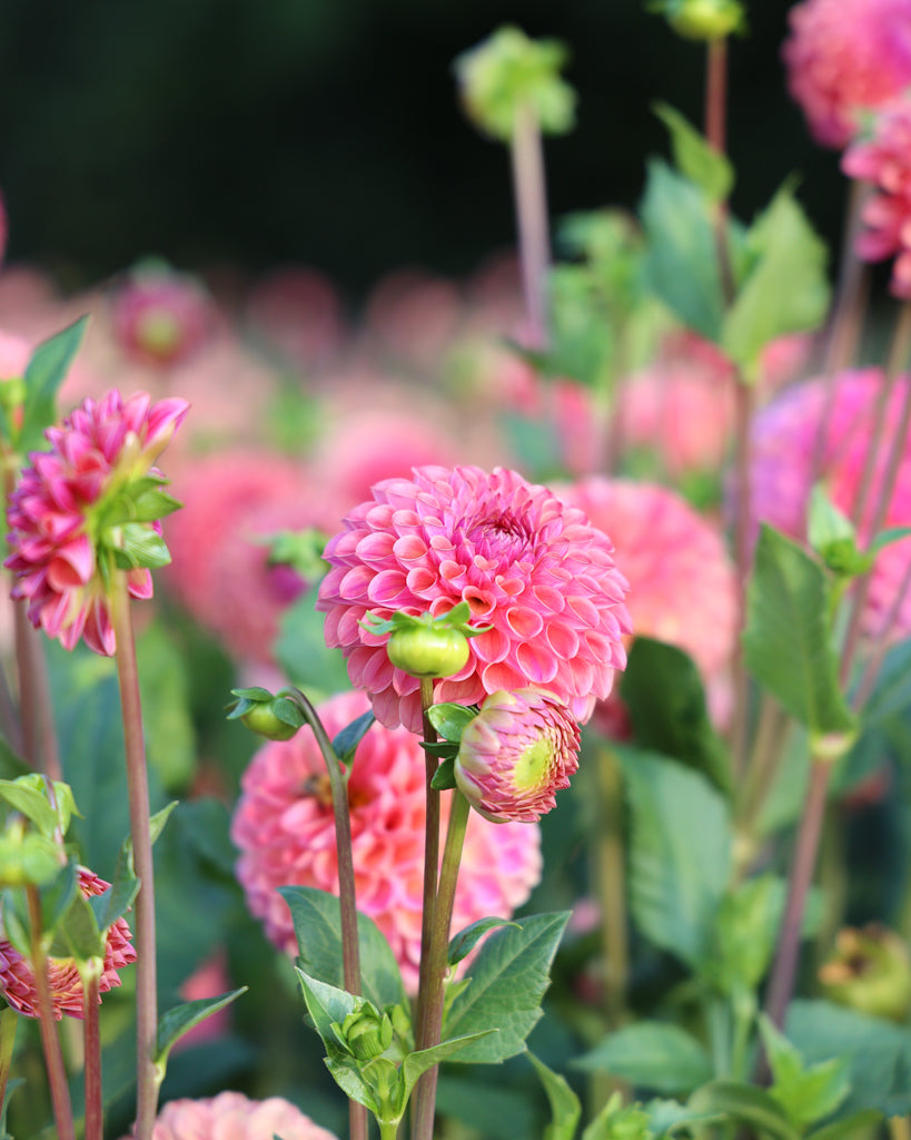 Blüten der Dahlie Hapet Coppery im Beet. 