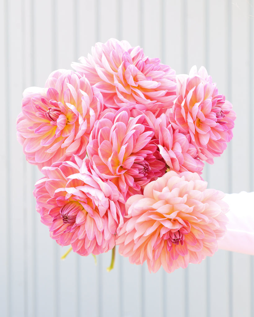 Ein Strauß Dahlien der Sorte Hapet Old Charme vor einem hellen Hintergrund.
