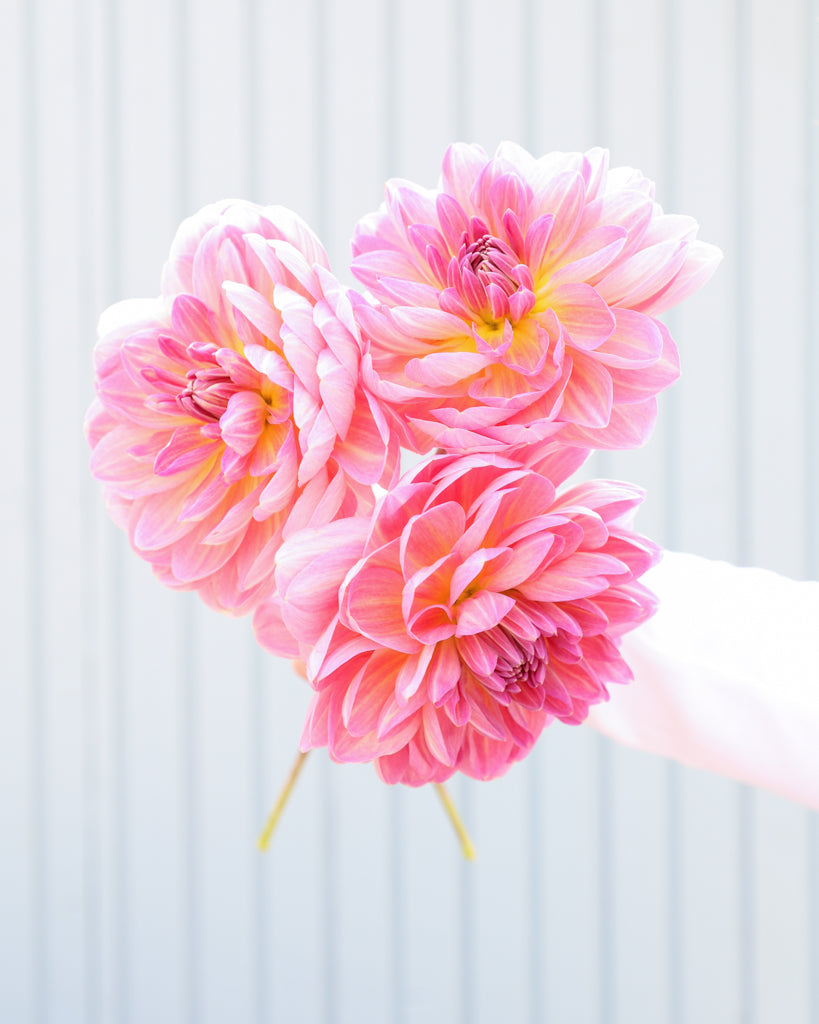 Drei Dahlien der Sorte Hapet Old Charme vor einem hellen Hintergrund.