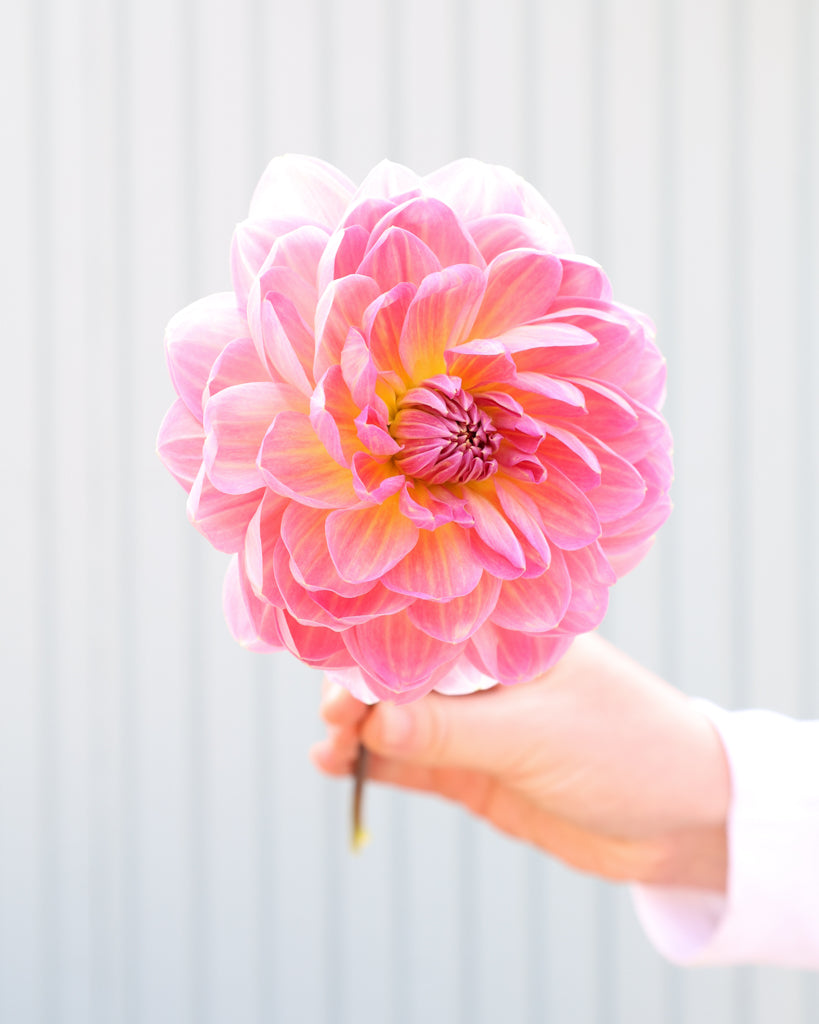 Eine Dahlie der Sorte Hapet Old Charme vor einem hellen Hintergrund.